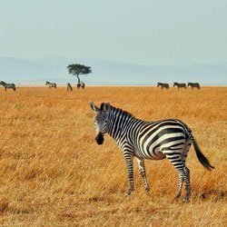 safari
