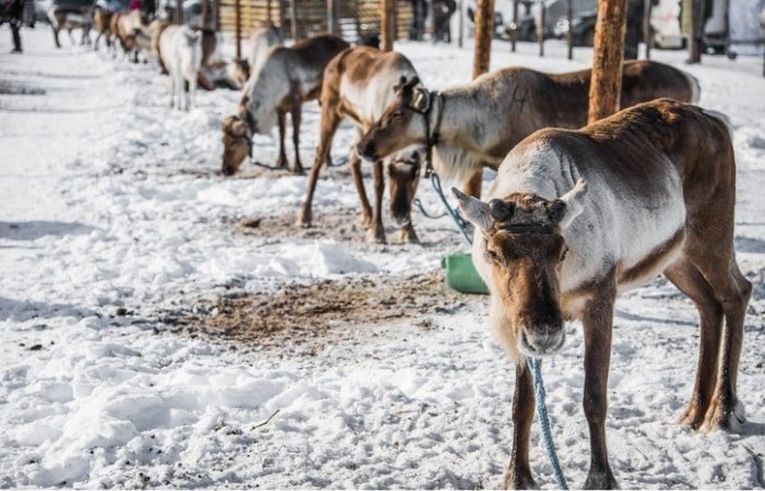 fattoria renne rovaniemi